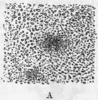 13 Spontaneous Generation 7