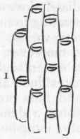 Class I Polyzoa Bryozoa 247