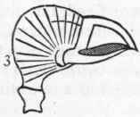 Class I Polyzoa Bryozoa 248