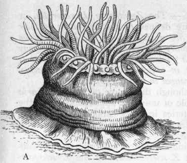 Class II Actinozoa 85
