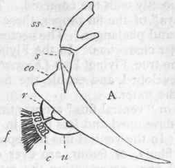 Division I Ichthyopsida Class I Pisces 314