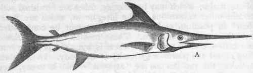 Division I Ichthyopsida Class I Pisces 317