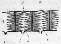 Elasmobranchii And Dipnoi Order V Elasmobranchii S 337