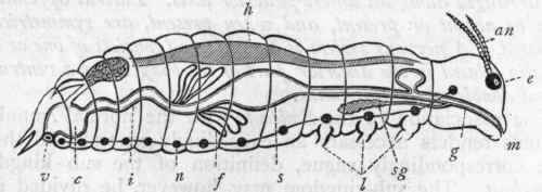 Fig. 112.   Diagram of the anatomy of an insect. an Antennae; e Eye; m Mouth; g Gullet; sg Salivary gland; s Stomach; f Tubes supposed to represent the kidneys ; i Intestine ; c Chamber (cloaca) into which the intestine opens ; v Vent; h Heart; n Nervous system ; l Bases of the legs.