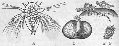 Fig. 141.   Morphology of Rhizocephala. A, First larval form of Sacculina purpurea, greatly enlarged. B, Young of Peltogaster sociahs attached to the abdomen of a Hermit crab; at a the root like processes of attachment of one individual are shown. C, body of Sacculina carcini, of the natural size, the roots of attachment not shown. (A and B are after Fritz Muller.)