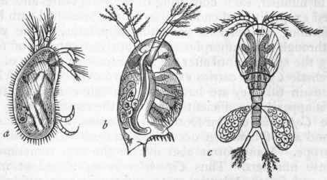 Fig. 145.   Fresh water Entomostraca. a Cypris tris striata: b Daphnia pulex; c Cyclops quadricornis.