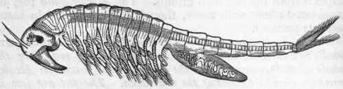 Fig. 146.   Phyllopoda. Fairy Shrimp (Chirocephalus, or Branchipus, diaphanus).