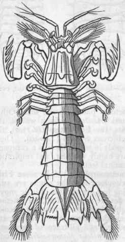 Fig. 156.   Squilla mantis, the Locust Shrimp.