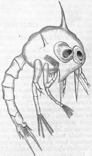 Fig. 160.   Zoea of the Spiny Spider Crab (Maia squinado), enlarged.