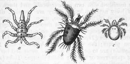 Fig. 164.   Arachnida. a Pycnogonum littorale ; b Tetranychns telarius, one of the 