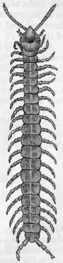 Fig. 170.   Centipede (Scolopendrd).