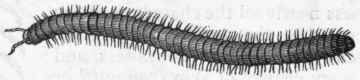 Fig. 171.   Millepede (Iulus).