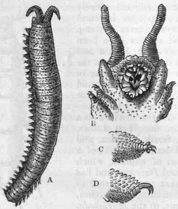 Fig. 173.   A, Peripatus Edwardsii, magnified two diameters. B, Head, viewed from below, enlarged five times. C and D, A single foot, viewed from above and sideways, enlarged. (After Grube.)