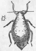 Fig, 181.   Hemiptera. Bean Aphis (Aphisfabae), winged male and wingless female.