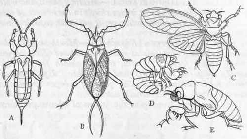 Fig. 182.   A, Thrips, enlarged; B, Nepa cinerea, enlarged; C, Cicada Anglica, the wings on the right side of the body being omitted ; D, Larva of the same ; E, Pupa of the same. (Figs. C, D, and E are after Westwood.)