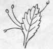 Fig. 185.   Neuroptera. Aphis lion (Chrysopa perla), imago, larva, and eggs.