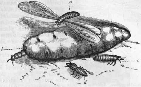 Fig. 186.   Termites (Termes bellicosus). a King, before the wings are cast off; b Queen, with the abdomen distended with eggs; c Worker; d Soldier.