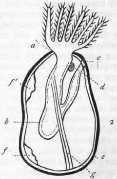 Fig. 198.   Morphology of Polyzoa. 1. Portion of the coenoecium of Flustra truncata, magnified. 2. Diagram of a Polyzoon (after Allman): a Region of the mouth surrounded by tentacles ; b Alimentary canal; c Anus ; d Nervous ganglion ; e Investing sac (ectocyst); f Testis; f Ovary; g Retractor muscle. 3. Bird's head process, or 