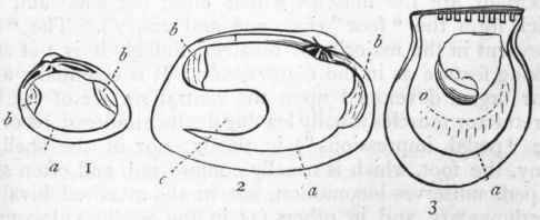 Fig. 210.   Shells of Lamellibranchiata. 1. Cyclas amnica, a dimyary shell with an entire pallial line. 2. Tapes pillastra, a dimyary shell with an indented pallial line. 3. Perna ephippiun, a monomyary shell (after Woodward). a Pallial line ; b Muscular impressions left by the adductors ; c Siphonal impression.