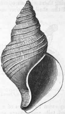 Fig. 218.   Fusus tornatus, a Si phonostomatous shell. Post Pliocene.
