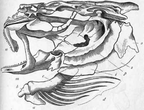 Fig. 249.   Skull of Cod (Morrhua vulgaris)   Cuvier. a Urohyal; b Basihyal; c Ceratohyal; d Branchiostegal rays ; p Pra operculum; o Operculum proper; s Sub operculum; i Inter operculum ; m Mandible ; n Inter maxillary bone.