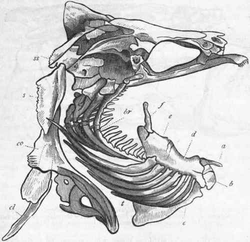 Fig. 250. Os hyoides, branchiostegal rays, and scapular arch of the Perch (after Cuvier). ss Supra scapula ; s Scapula ; co Coracoid ; cl Supposed representative of the clavicle ; a Glossohyal bone ; b Basihyal; c Urohyal; d Ceratohyal; e Epihyal; f Stylohyal; br Branchial arches ; t Branchiostegal rays.