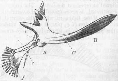 Fig. 251. Pectoral limbs of Fishes (after Owen). A, Cod (Morrhua vulgaris): B, Angler (Lophius). ss Supra scapula; s Scapula; co Coracoid ; r Radius; u Ulna ; cc Carpal bones; f Fin rays, representing the metacarpus and phalanges of the fingers.