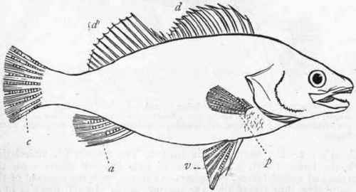 Fig. 252. Outline of a fish (Perca granulata), showing the paired and unpaired fins. p One of the pectoral fins ; v One of the ventral fins ; d First dorsal fin; d' Second dorsal fin; a Anal fin ; c Caudal fin.