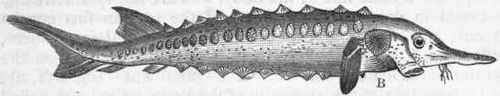 Fig. 253. A, Sword fish, showing homocercal tail; B, Sturgeon, showing the
