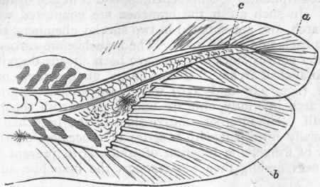 Fig. 254. Tail of young Flounder (Pleuronectes) in its heterocercal stage of development. a Embryonic caudal fin; b Permanent caudal fin, occupying an inferior position; c Bent up end of the notochord. (After A. Agassiz.)