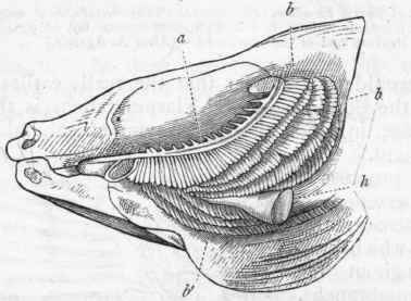 Fig. 256. Gills and heart of the Perch exposed by the removal of the gill cover on the left side. a First of the four bony arches which carry the gills (b b); b' The lower edges of the gills on the right side; h Heart. (After Van der Hoeven.)