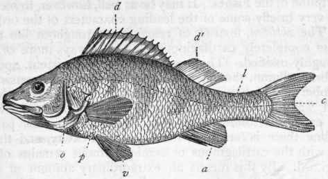 Fig. 261.   The common Perch (Perca fluviatilis). o Gill cover, with the gill slit behind it; p One of the pectoral fins, the left; v The left ventral fin ; d The first dorsal fin ; d' The second dorsal fin ; c The caudal fin or tail; a The anal fin; l Lateral line.