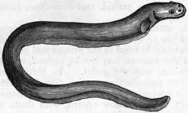 Fig. 262   Electric Eel (Gymnotus electrictts).