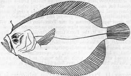 Fig. 263.   Pleuronectidae. Rhombus punctatus. Natural size (after Gosse).