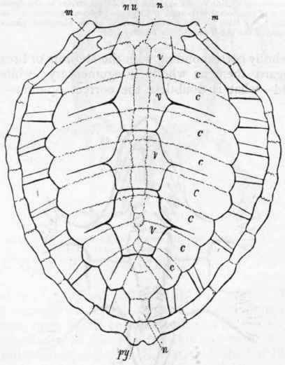 Fig. 293.   Carapace of the Loggerhead Turtle (Chelone caouanna), viewed from above (after Owen). In this form, the ribs are separate and free towards their extremities, and the osseous portions of the carapace are indicated by the light lines, while the epidermic plates are marked out by dark lines. n n The first and last of the median series of 