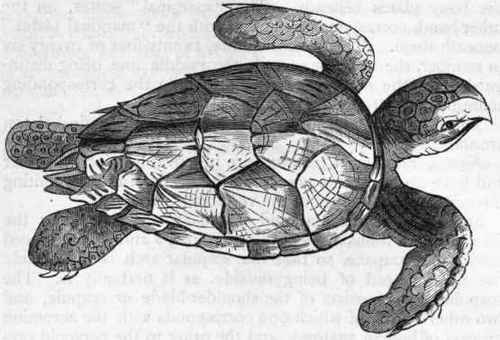 Fig. 294.   Hawk's Bill Turtle (Chelone imbricata)   after Bell.