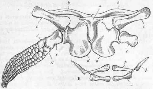 Fig. 312.   A, Pectoral arch and fore limbs of Ichthyosaurus: a Interclavicle ; b b Clavicles; c c Scapulae; d d Coracoids; e Humerus; f Radius; g Ulna. (Somewhat altered from Huxley.) B, Pelvis of Ichthyosaurus: p Pubis; il Ilium; is Ischium.
