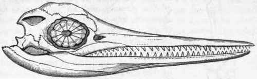 Fig. 313.   Skull of Ichtkyosaitrus, showing the sclerotic plates.