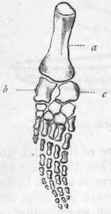 Fig. 315.   Left fore paddle of Plesiosaurus. a Humerus; b Radius; c Ulna.