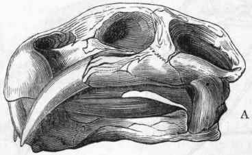 Fig. 316.   A, Skull of Dicynodon lacerticeps, showing the maxillary tusk. B, Skull of Oudenodon Bainii. From the Trias of South Africa. (After Owen.)