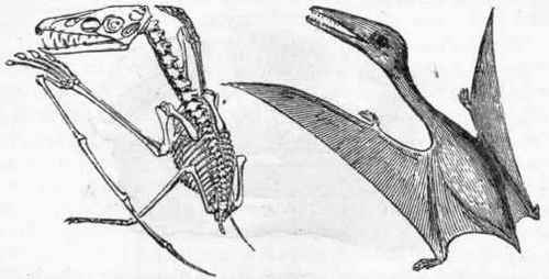 Fig. 317.   Pterodactylus brevirostris. Skeleton and restoration.