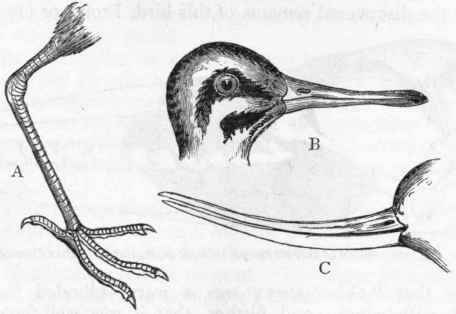 Fig. 336.   Grallatores. A, Leg and foot of the Curlew ; B, Head of Snipe ; C, Beak of the Avocet.