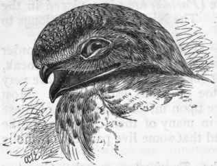 Fig. 347.   Head of Goatsucker (Caprimulgus), showing the fissirostral form of beak.