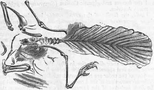 Fig. 351.   Archaeopteryx macrura, showing tail and tail feathers, with detached bones.