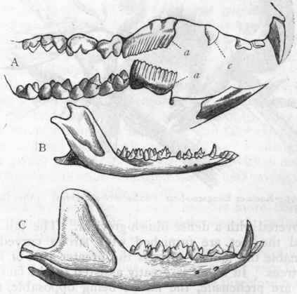 Fig. 364.   A, Dentition of a herbivorous Marsupial (Hypsiprymnus cuniculus), showing the upper canine (c) and the great grooved first praemolar (a a); B, Lower jaw of an entomophagous Marsupial (Perameles obesula); C, Lower jaw of a predatory Marsupial (Dasyurus ursinus). (After Giebel and Waterhouse.)