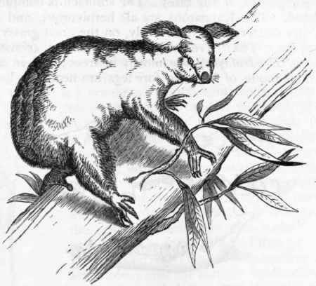 Fig. 365.   Koala or Kangaroo bear (Phascolarctos cinereus) (After Gould.)
