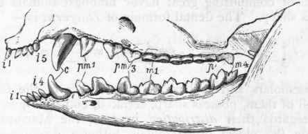 Fig. 366.   Dentition of Opossum (Didelphys).
