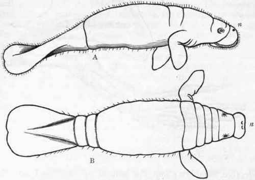 Fig. 378.   A, Side view of young Manatus Americanus ; B, The same viewed from above ; n Nostrils. (After Murie.)