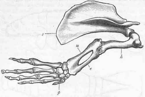 Fig. 379.   Fore limb and hand of the Manatee (Manatus Americanus).