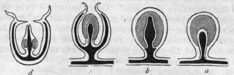 Fig. 41.   Reproductive processes of Hydrozoa. a Sporosac ; b Disguised medusoid ; c Attached medusiform gonophore; d Free medusiform gonophore. The cross shading indicates the reproductive organs, ovaria or spermaria. The part completely black indicates the cavity of the manubrium and the gonocalycine canals.